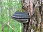 Parázstapló (Phellinus igniarius), Vértes